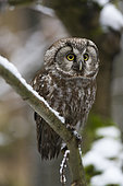 A boreal owl, Aegolius funereus, perching on a tree branch. Bayerischer Wald National Park, Bavaria, Germany.