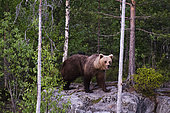 A European brown bear, Ursus arctos arctos, walking across a rock. Kuhmo, Oulu, Finland.