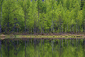 A scenic view of trees on a lake shore. Kuhmo, Oulu, Finland.