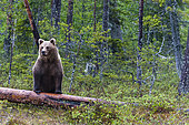 A European brown bear, Ursus arctos arctos, standing on a dead log. Kuhmo, Oulu, Finland.