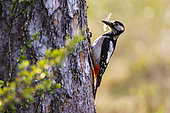 A great spotted woodpecker, Dendrocopos major, on a pine tree trunk. Kuhmo, Oulu, Finland.
