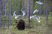 A European brown bear, Ursus arctos arctos, walking followed by black-headed gulls, Larus ridibundus. Kuhmo, Oulu, Finland.