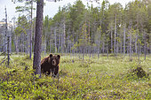 A European brown bear, Ursus arctos arctos, in an evergreen forest meadow. Kuhmo, Oulu, Finland.