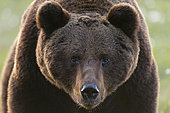Close up portrait of European brown bear, Ursus arctos arctos. Kuhmo, Oulu, Finland.