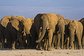 Herd of African elephants, Loxodonta africana, walking in the plains of Amboseli National Park. Amboseli National Park, Kenya, Africa.