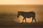 A Common zebra, Equus quagga, walking in Amboseli National Park during sunset. Amboseli National Park, Kenya, Africa.