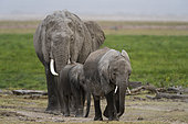 African elephants, Loxodonta africana, with its calves walking. Amboseli National Park, Kenya, Africa.