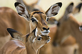 Portrait of a female Impala with its calf, Aepyceros melampus. Lake Nakuru National Park, Kenya, Africa.