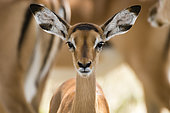 Portrait of an impala calf, Aepyceros melampus, looking at the camera.