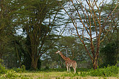 A Giraffe, Giraffa camelopardalis, with a dart in the left shoulder. Lake Nakuru National Park, Kenya, Africa.
