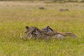 Warthogs, Phacochoerus africanus, on the savanna tall grass. Masai Mara National Reserve, Kenya, Africa.