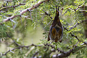 A Yellow-winged bat, Lavia frons, hangs upside down from an acacia tree. Masai Mara National Reserve, Kenya, Africa.