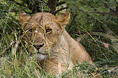 Portrait of a lioness, Panthera leo, hiding in the grass.