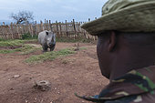 A white rhinoceros, Ceratotherium simum, in Masai Mara Rhino Sanctuary, escorted by anti-poaching guard. Masai Mara National Reserve, Kenya, Africa.