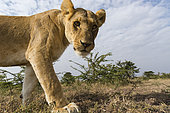 A portrait of a lioness, Panthera leo, at Masai Mara National Reserve. Masai Mara National Reserve, Kenya, Africa.