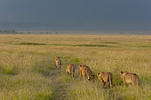 Lions, Panthera leo, walking in a row as a rain storm approaches. Masai Mara National Reserve, Kenya, Africa.