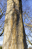 European hornbeam (Carpinus betulus) 'Pendula'