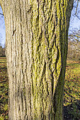 Large-Leaved Linden (Tilia platyphyllos)