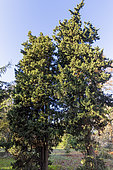 Lawson's cypress (Chamaecyparis lawsoniana) 'Stewartii'