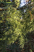 Lawson's cypress (Chamaecyparis lawsoniana) 'Stewartii'