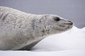 A crabeater seal, Lobodon carcinophaga, resting on the ice, Wilhelmina Bay, Antarctica. Antarctica.