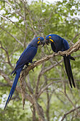 Two Hyacinth macaws, Anodorhynchus hyacinthinus, perching on a tree branch. Mato Grosso Do Sul State, Brazil.