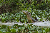 Caïman yacare (Caiman crocodylus yacare) sautant hors de l'eau, rivière Cuiaba, Mato Grosso Do Sul, Brésil.