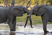 Two African elephants, Loxodonta africana, sparring in Okavango Delta's Khwai concession. Botswana.