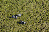 Aerial view of African elephants, Loxodonta africana, in Botswana's Okavango Delta. Botswana.