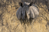 A white rhinoceros, Ceratotherium simum, looking at the camera. Kalahari, Botswana