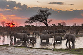 Éléphants d'Afrique (Loxodonta africana) buvant dans la rivière Khwai au coucher du soleil, Concession de Khwai, Delta de l'Okavango, Botswana.