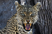 A leopard (Panthera pardus) snarling and looking at the camera, Khwai Concession, Okavango Delta, Botswana. I spent a lot of time with this green eyed leopard, always keeping my distance so as not to disturb him, until he gave me this warning. I therefore gave up following him. It’s important to know their behavior and respect them.