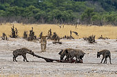 Hyenas, Crocuta crocuta, with a carcass, stolen from a lioness, Panthera leo. Savuti, Chobe National Park, Botswana