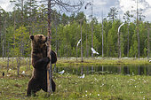 A European brown bear, Ursus arctos, marking its territory, Kuhmo, Finland. Finland.