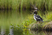 A common goldeneye, Bucephala clangula, Kuhmo, Finland. Finland.