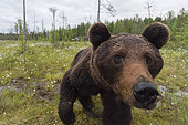 A curious European brown bear, Ursus arctos, investigating a camera trap, Kuhmo, Finland. Finland.