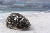 Southern elephant seal pup, Mirounga leonina, resting on a beach. Sea Lion Island, Falkland Islands