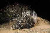 A remote camera trap captures a porcupine, Hystrix cristata, Kalama Conservancy, Samburu, Kenya. Kenya.