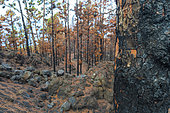 Burned Canary pine trees and stones covered in pine needles. La Palma Island, Canary Islands, Spain.