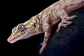 Marbled Gecko (Gekko (Sundagekko) canaensis)