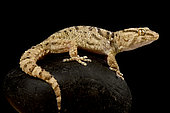 Kalahari gecko (Chondrodactylus cf.Kalahari)