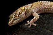 Banded Thick-toed Gecko (Pachydactylus fasciatus)