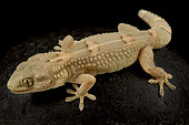 Sahel gecko (Tarentola ephippiata)