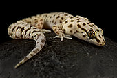 Cape gecko (Pachydactylus capensis)