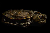 big-headed turtle (Platysternon megacephalum)