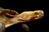 Yellow-margined Box Turtle (Cuora flavomarginata sinensis)