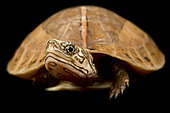 Central Vietnamese flowerback box turtle (Cuora bourreti )