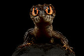 Red eyed crocodile skink (Tribolonotus gracilis)