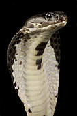 Indochinese spitting cobra (Naja siamensis)