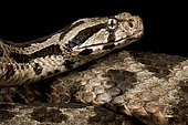 Ottoman Viper (Montivipera xanthina )